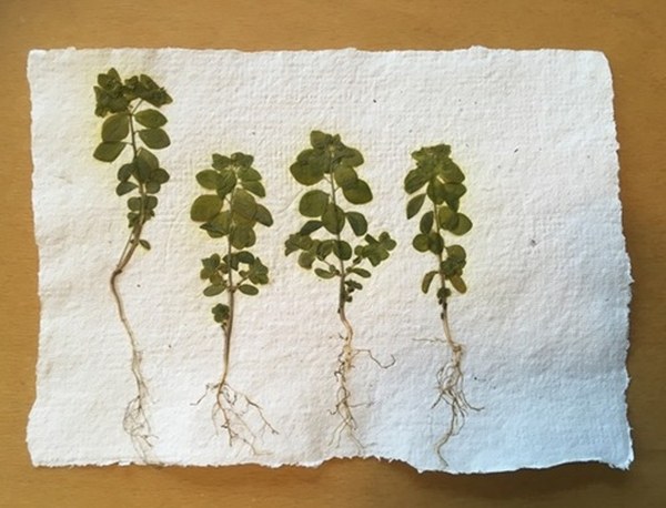 Arcadia GROÛND: Workshop Papierscheppen