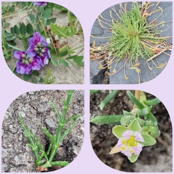 Bloemen houden van mensen