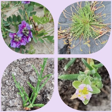 Bloemen houden van mensen