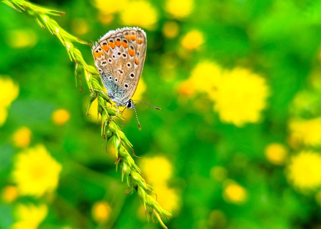De Natuur in Friesland