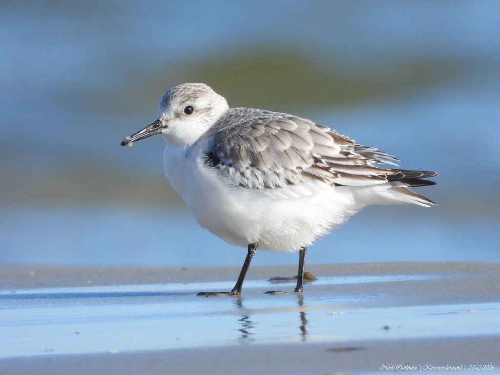 Expositie Wad 'n Vogels