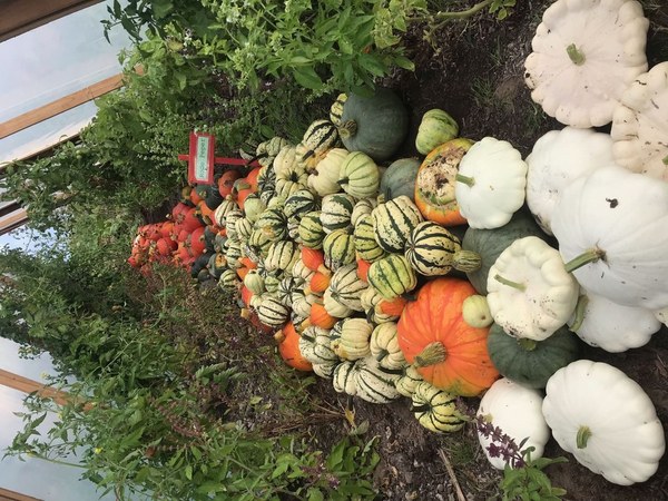 Herfstfeest met pompoenen