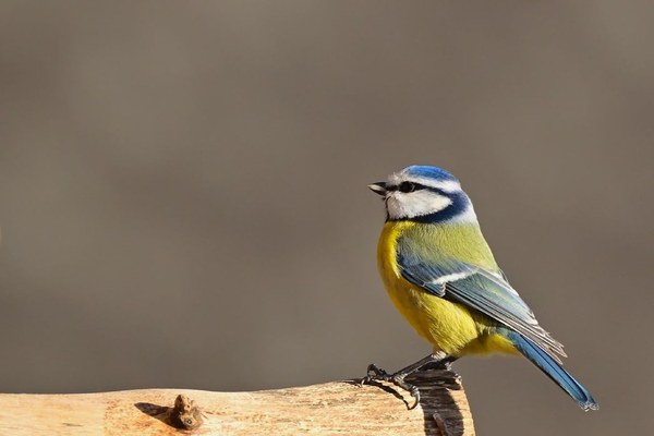 Ontwaak met het ochtendkoor | Vroege vogelexcursie in Balklandpark Noord