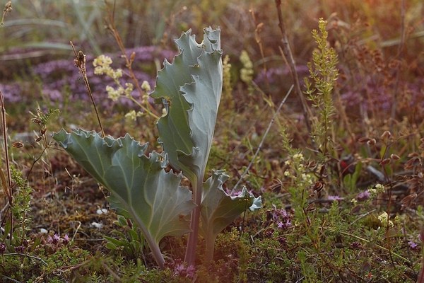 Wilde planten excursie langs de kust bij Harlingen