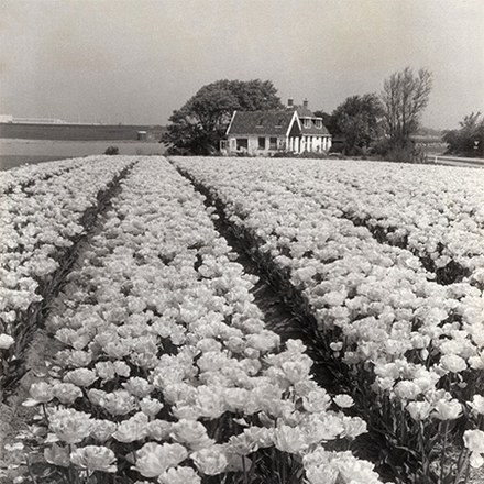 Overlijdensbericht Julia Maria Jorna