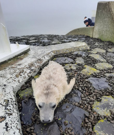 Bijzonder bezoek aan het eind van de Suderpier
