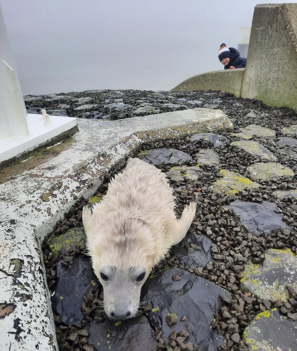 Bijzonder bezoek aan het eind van de Suderpier