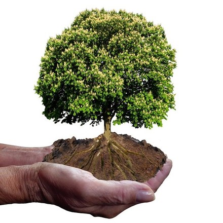 Bomen verplaatst voor aanleg nieuwe woonwijk Gratinga