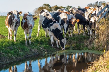 De economische ontwikkeling van Friesland door de eeuwen heen