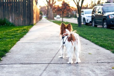De leukste ontmoetingsplekken voor baasjes en honden in Harlingen