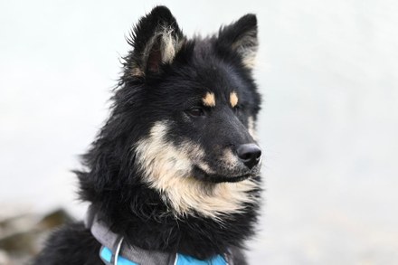 Een hond in Harlingen: waar let je op?