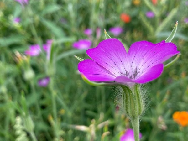 Feestelijke opening Pluktuin Plukwad!