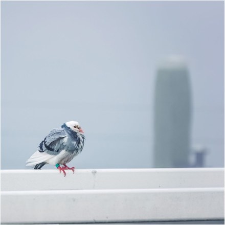 Harlingen door de lens van Ynze Braaksma: Deel 3