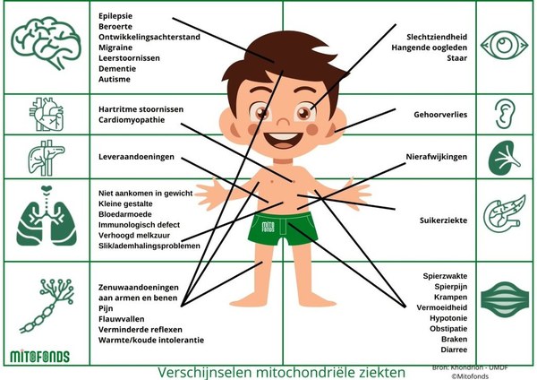 Harlingen kleurt groen voor mensen met een mitochondriële ziekte