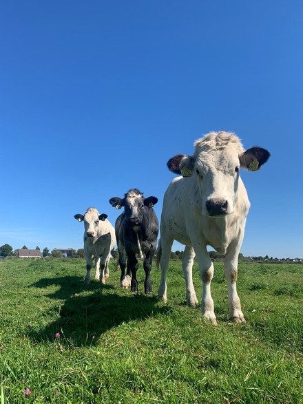 Koeiendans op zondag 13 april – kom kijken hoe blij ze zijn!