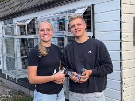 P.V. Ons-Genoegen: Pieter & Aafke Buren domineren derde Jonge-Duivenvlucht