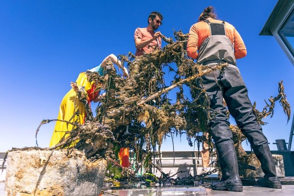 Rijkswaterstaat bouwt voort op project Waddenmozaïek met nieuwe perenboom-riffen