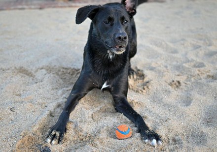Van Harlingen naar Vlieland met de hond: zo begint een ontspannen eilandverblijf
