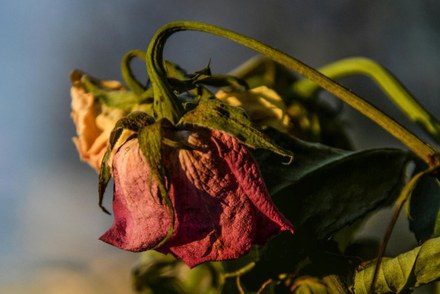 Van rozenvakken naar kleurrijke plantvakken