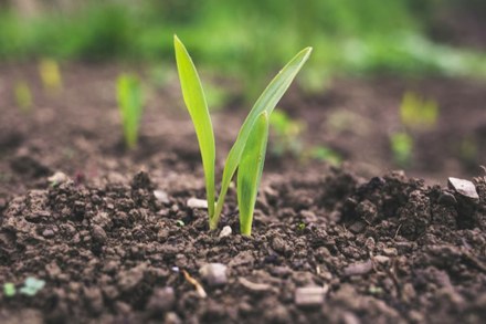 Van stoffige lap grond naar groene oase: zo pak je je tuinproject in Harlingen aan
