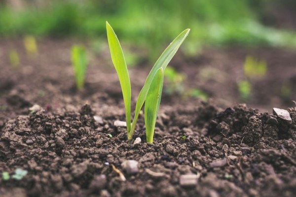 Van stoffige lap grond naar groene oase: zo pak je je tuinproject in Harlingen aan