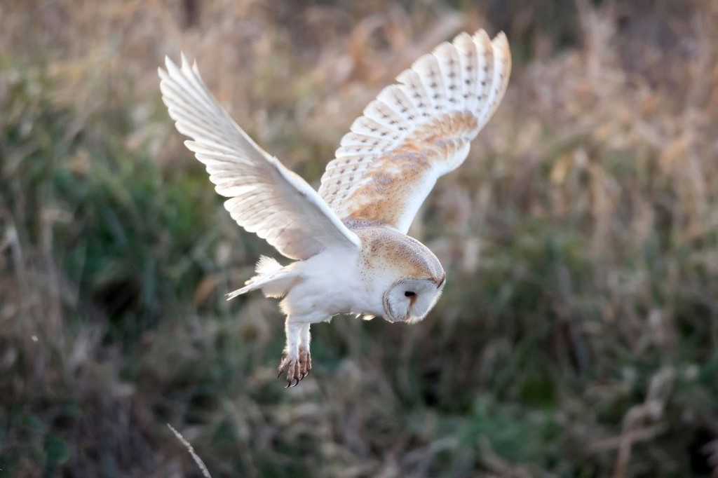 Vogelwacht Harlingen/Kimswerd zoekt vrijwilligers voor de uilenwerkgroep!