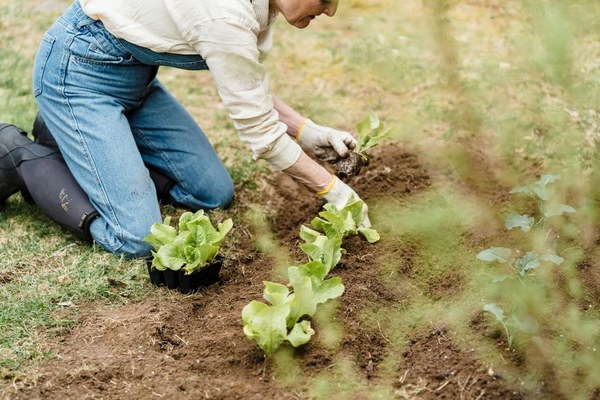 Waarom anti-worteldoek essentieel is voor jouw tuin