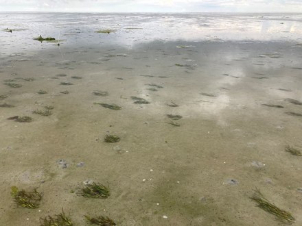 Zeegras weer toegenomen in de Waddenzee
