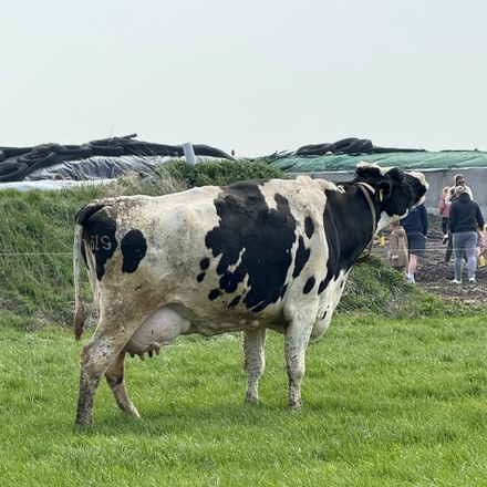 Zondag tip: de koeiendans bij de firma Sijtsma